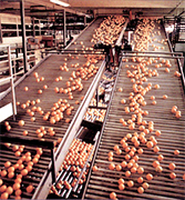 Fruit high technology process used by Chilean fruit producers and fresh fruit manufacturing industries, the fruit industry in Chile is leader in the export of fresh fruit from South America, fruit industry represents the third most important sector of the Chilean economy. It is also considered to be a major strategic area in the development of Chile, by creating an important source of employment and investment. The Chilean fresh fruit industry is characterized by more than 7.800 fresh fruit growers, 250.000 hectares of cultivated land of fresh fruit, 518 exporting companies, who send more than 75 species of fruit to more than 100 countries around the world including USA, Italy, Germany, England, Japan, South Arabia, China, Brazil, Argentina, Peru, Thailand, Taiwan,...