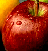 Chilean apple the red gold of Chile... Chilean fruit producers and fresh fruit manufacturing industries, the fruit industry in Chile is leader in the export of fresh fruit from South America, fruit industry represents the third most important sector of the Chilean economy. It is also considered to be a major strategic area in the development of Chile, by creating an important source of employment and investment. The Chilean fresh fruit industry is characterized by more than 7.800 fresh fruit growers, 250.000 hectares of cultivated land of fresh fruit, 518 exporting companies, who send more than 75 species of fruit to more than 100 countries around the world including USA, Italy, Germany, England, Japan, South Arabia, China, Brazil, Argentina, Peru, Thailand, Taiwan,...